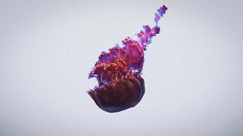 monterey bay aquarium purple jellyfish monterey